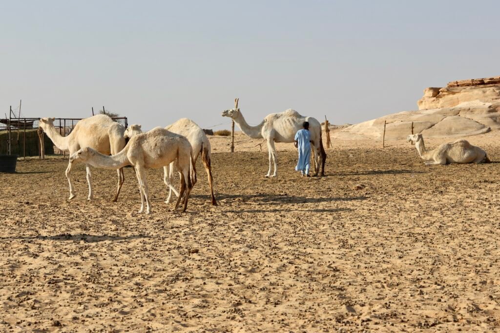 saoedi arabië 2025 11 10 (247)